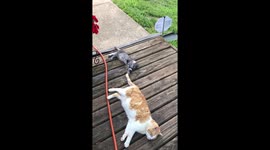 Kitten loves cat tail
