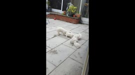Puppy tug of war