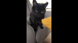 Cat eats tortilla