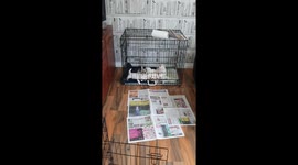 Puppy feeding time