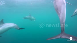 British cameraman has incredible encounter with pod of dolphins off Cornwall