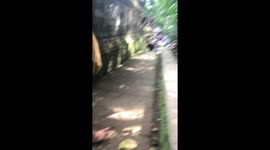 Monkey In The Middle