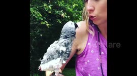 African Grey Parrot kisses