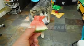 Alaskan Malamute Sojou loves eating watermelon