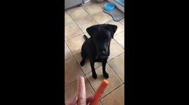 A puppy takes an unusual amount of time to decide between treats
