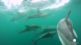 British cameraman has incredible encounter with pod of dolphins off Cornwall