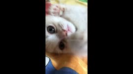 Little kitten tries to hug the camera