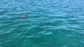 Rare sea turtle sighted in Zakynthos