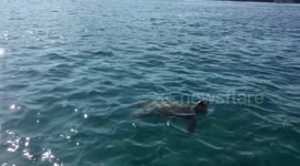 Sea turtle in Zakynthos