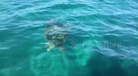 Sea turtles in Zakynthos