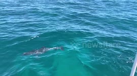 Friendly dolphins