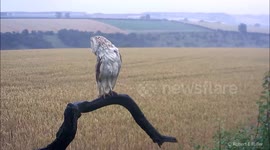 Wet wet wet! Barn Owl soaked after a summer rain shower!