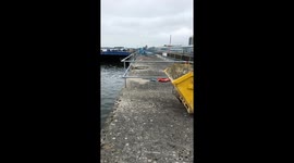 Attacked by the birds