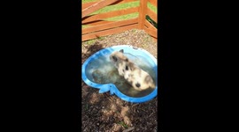 Piglet cooling off in her pool