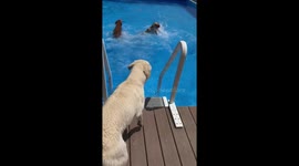 Six labs and a labradorkie keeping cool