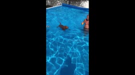 Peach the labradolphin dives deep down