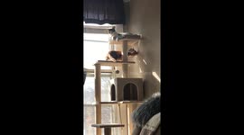 Dumb cat eats wall, other cat not amused