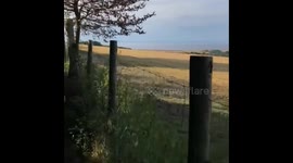Brian the goat out on a ride with his horse and dog friends