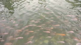 Cute Colorful Fish Eat