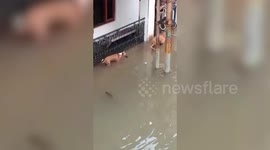 Crocodile captured from India floods after lunging at dog