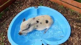 Piglet cools down in her pool