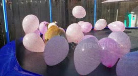 Bulldog birthday balloon extravaganza part 2