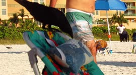 Crow at beach  tries to steal my fish pillow.