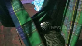 Friendship of Cats and Humans in Indonesia