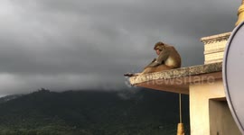 Thousands of monkeys invade Myanmar temple to shelter from rain