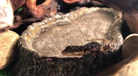 A baby girdled lizard takes its first bath!