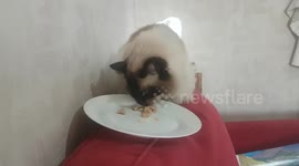 Ragdoll cats like beef burgers too