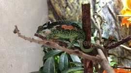 The Beauty of the South African Dwarf Chameleon!