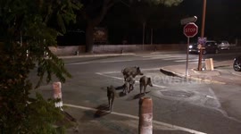 Too cute! Family of wild boar crosses road in South of France