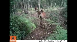 Red deer calves in the wood