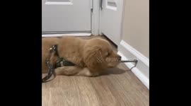 Doggo has adorable confrontation with springy doorstop