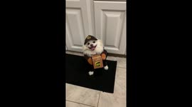 This UPS man is popular with dogs.