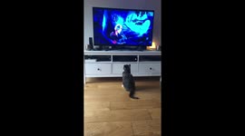 Cat watching The Lion King