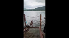 Funny dogs swimming