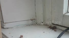 Паук поедает жертву