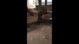 The monkey tries to protect the puppy from strangers