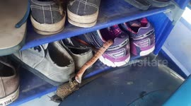 Thai woman finds snake eating LIVE toad in her shoe