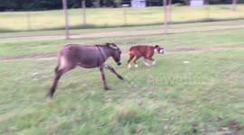 Baby donkey attacks dog for not wanting to play