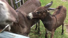Baby donkey bites his mother for attention at Texas farm