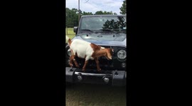 Baby goat at Texas farm still enjoys hopping up and down on owner's Jeep