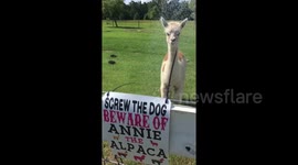 Annie the angry alpaca takes a bath in baking Texas heat