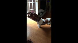 Greedy basset hound gets his head stuck in a dog food bag