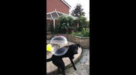 A Labrador puppy is enjoying a bubble machine