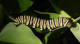 Canadian woman raises group of hungry Monarch caterpillars