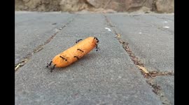 Ants celebrate jackpot find of dropped Cheeto