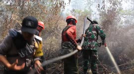 Forest fires in Indonesia raze 4000 hectares of jungle